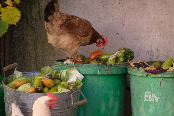 Huhn schaut neugierig in einen Behälter mit Gemüseresten.